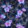 BIO Jersey Maritime Blossoms Pink Blau Gold auf Jeans - Glitzerpüppi Exklusiv Eigenproduktion