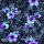 BIO Jersey Maritime Blossoms Mint Lila auf Jeans - Glitzerpüppi Exklusiv Eigenproduktion